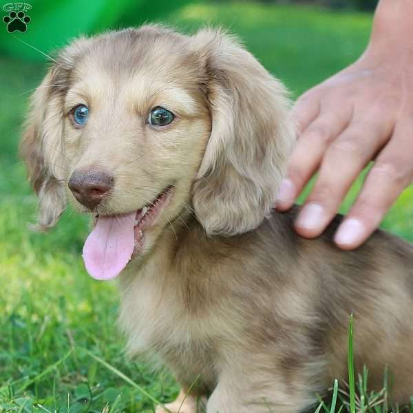 Frankie Blue eyes, Dachshund Puppy
